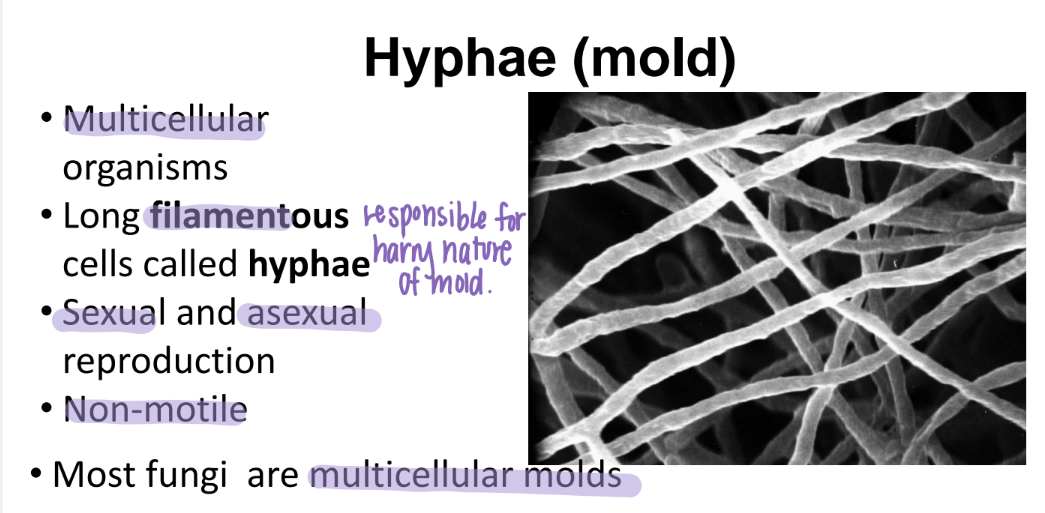 <p>asexual AND sexual </p>