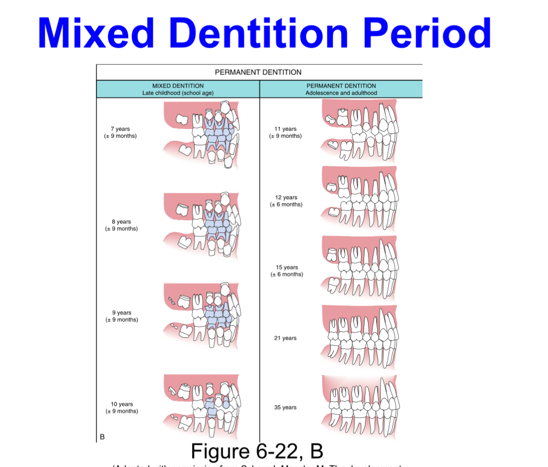 <p>Approximate time span:​6 years to 12 years</p><p style="text-align: left">Begins:​by the eruption of the permanent mandibular first molar</p><p style="text-align: left">Ends:​with the shedding of the last primary tooth</p><p style="text-align: left"></p>
