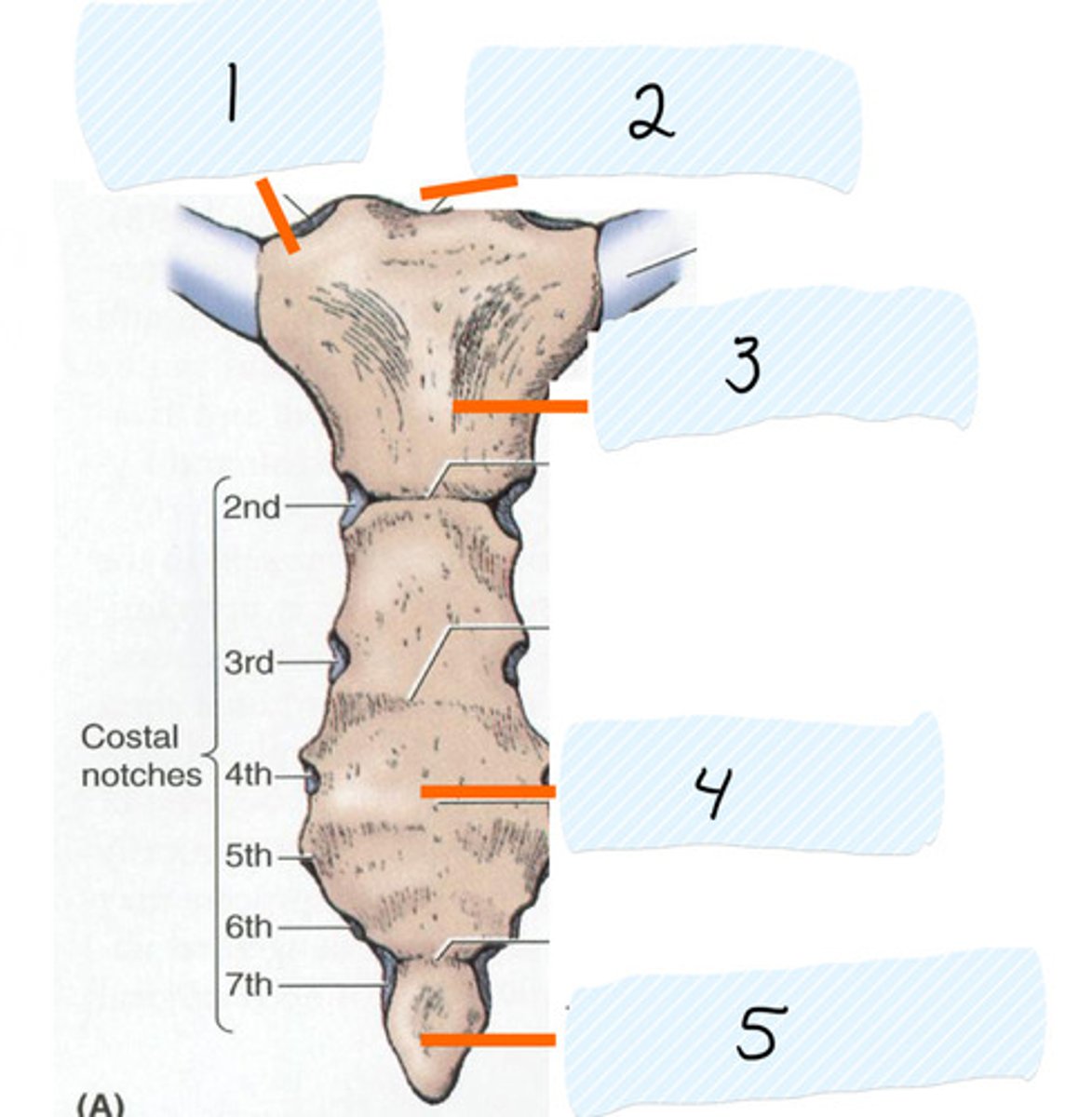 <p>Identify 4</p>