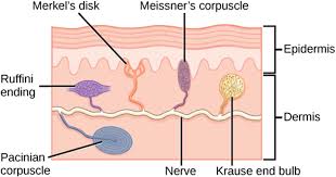 <p><span>Mechanoreceptors</span></p>