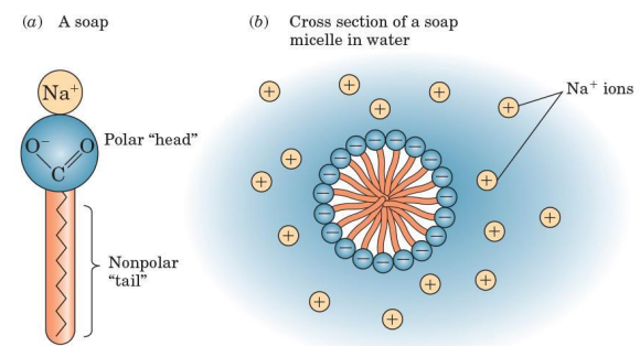 <ul><li><p>in water, soap molecules spontaneously clusters into this</p></li><li><p>spherical arrangement of molecules such that their hydrophobic parts are shielded from the aqueous environment, and their hydrophilic parts are in contact with the aqueous environment</p></li></ul><p></p>