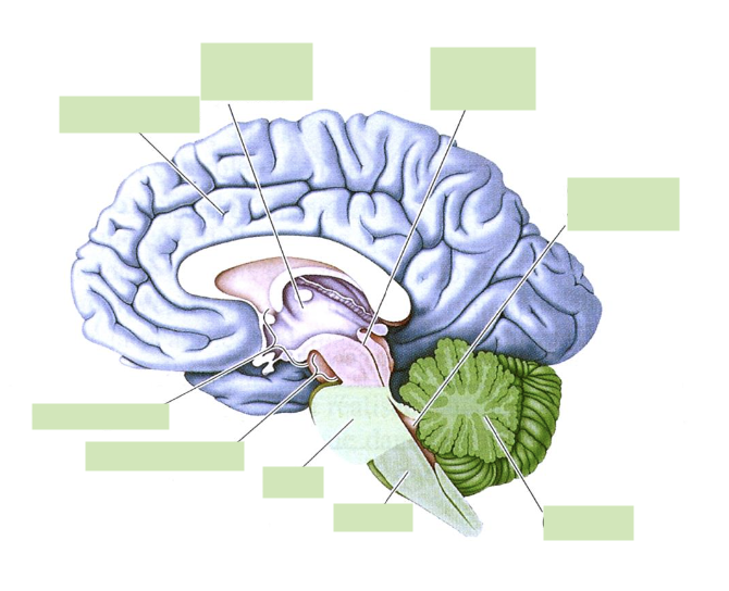 <p>structures du cerveau humain</p>