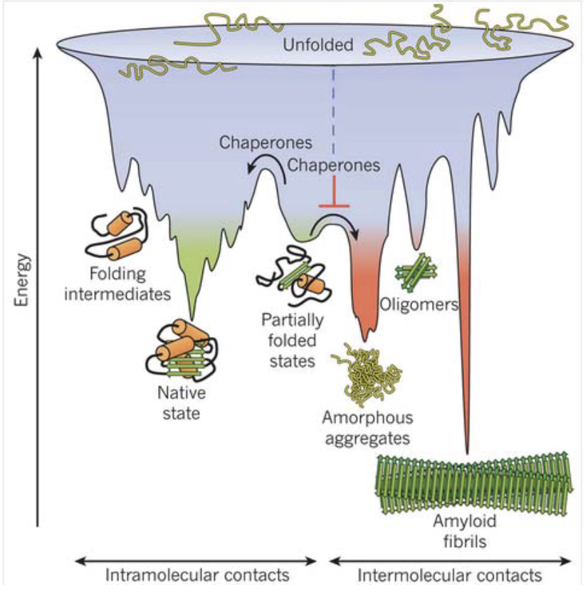 <ul><li><p class="">All proteins aim to fold into <strong>low energy, stable states </strong>- want to stay in native states</p></li><li><p class="">But in vivo, they may <strong>misfold</strong> or <strong>aggregate</strong></p></li><li><p class=""><strong>Chaperones</strong>:</p><ul><li><p class="">Act at the center of this folding vs aggregation battle</p></li><li><p class="">Help prevent aggregation</p></li><li><p class="">Ensure efficient and correct folding</p></li></ul></li></ul><p></p>