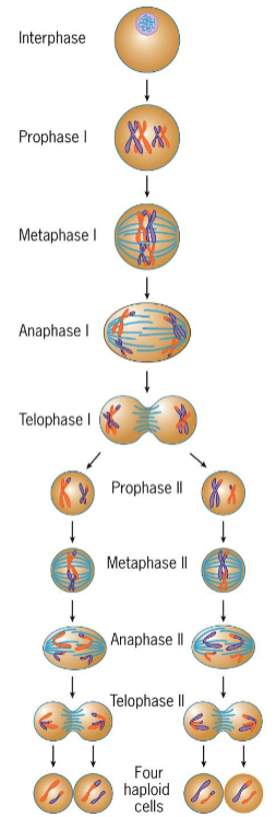 <ol><li><p>interphase</p></li><li><p>Prophase 1</p><ol><li><p>leptotene</p></li><li><p>zygotene</p></li><li><p>pachytene</p></li><li><p>diplotene</p></li><li><p>diakinesis</p></li></ol></li><li><p>MAT 1</p></li><li><p>PMAT 2</p></li><li><p>4 haploid cells</p></li></ol><p></p>