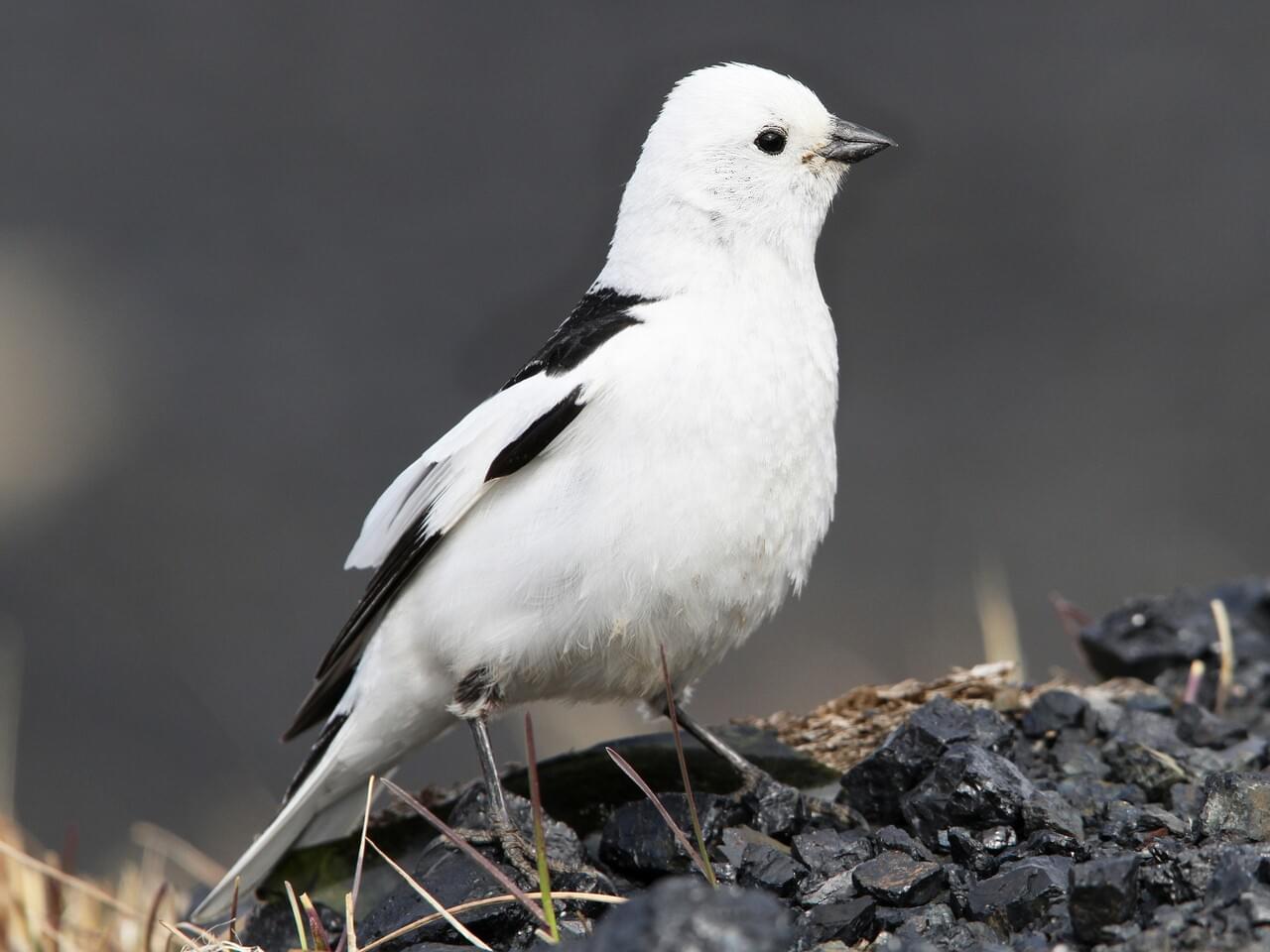 <p>Finch-like songbird; extensive white plumage with black wingtips; fields in winter.</p>