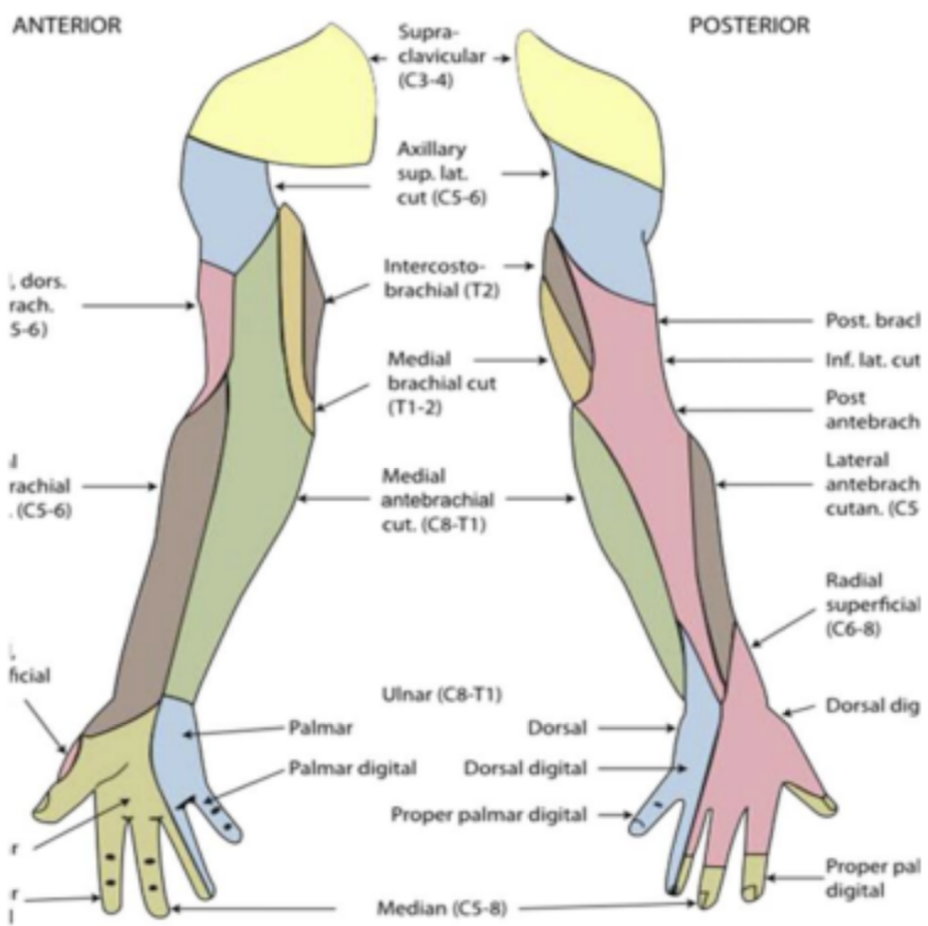 <p>Lateral antebrachial cutaneous nerve (C5-C6)</p><p>Medial antebrachial cutaneous nerve (C8-T1)</p><p>Posterior antebrachial cutaneous nerve (C5-C6)</p><p>Biceps reflex (C5-C6)</p><p>Triceps reflex (C6-C7) </p>