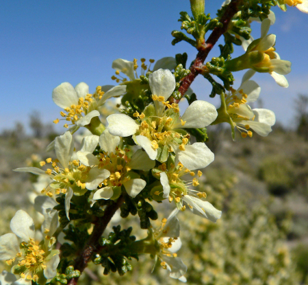 <ul><li><p>SoCal equivalent of bitterbrush</p><ul><li><p>Rose family (<em>Rosaceae</em>)</p></li></ul></li><li><p>joins GB sagebrush</p></li><li><p>in spring - covered with yellow & many anthers</p></li></ul><p></p>