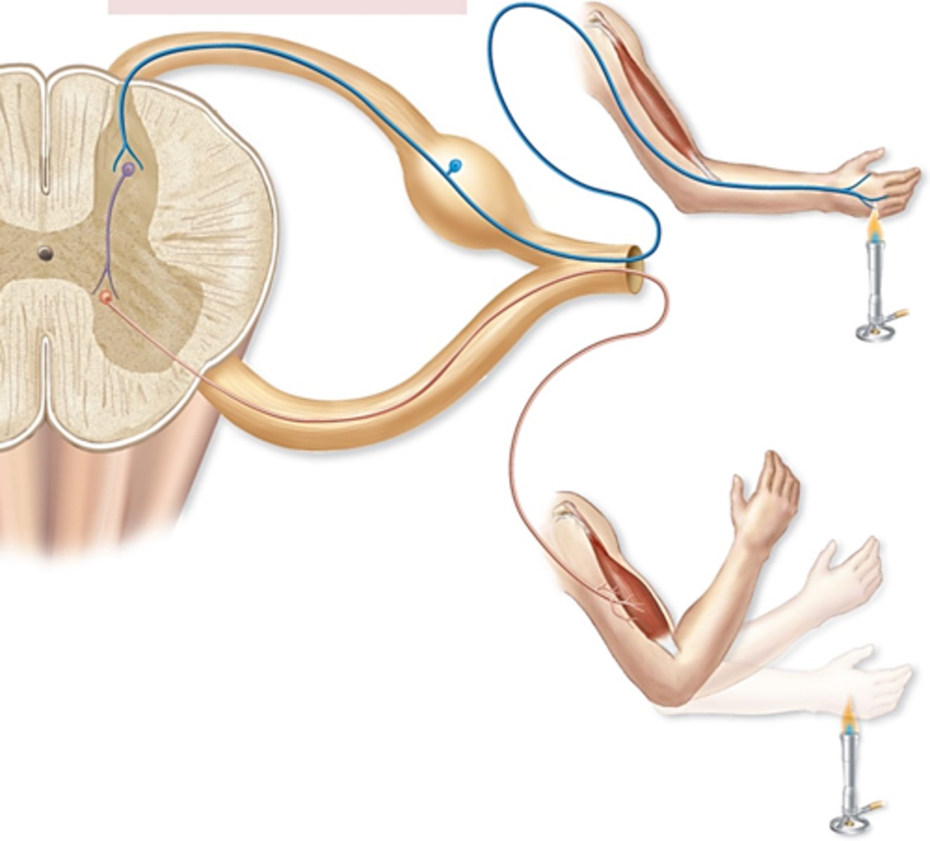 <p>have 2 or more synapses (interneurons). This somatic motor reflect has both synapses in the CNS</p>