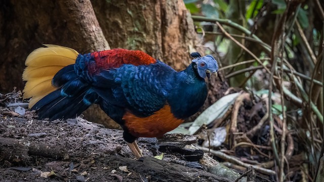 <p>Family: Phasianidae&nbsp;</p><p>Status: VU</p>