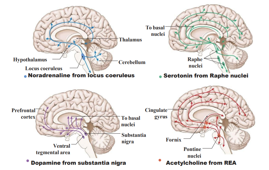<p>Neurohormonal Control Systems</p>
