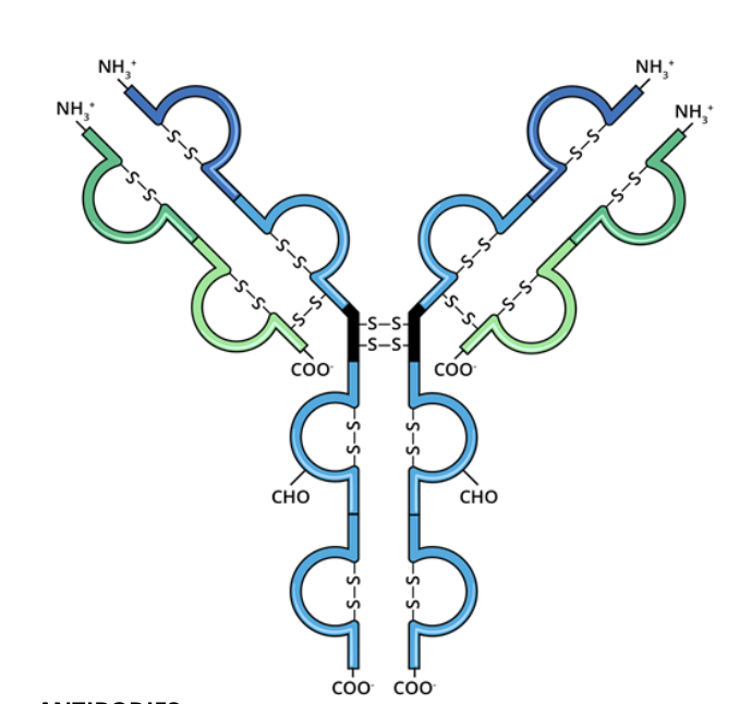 <p>immunoglobulins are two heterodimeric (protein made of 2 different polypeptide chains) proteins that are held together by disulfide bonds</p>