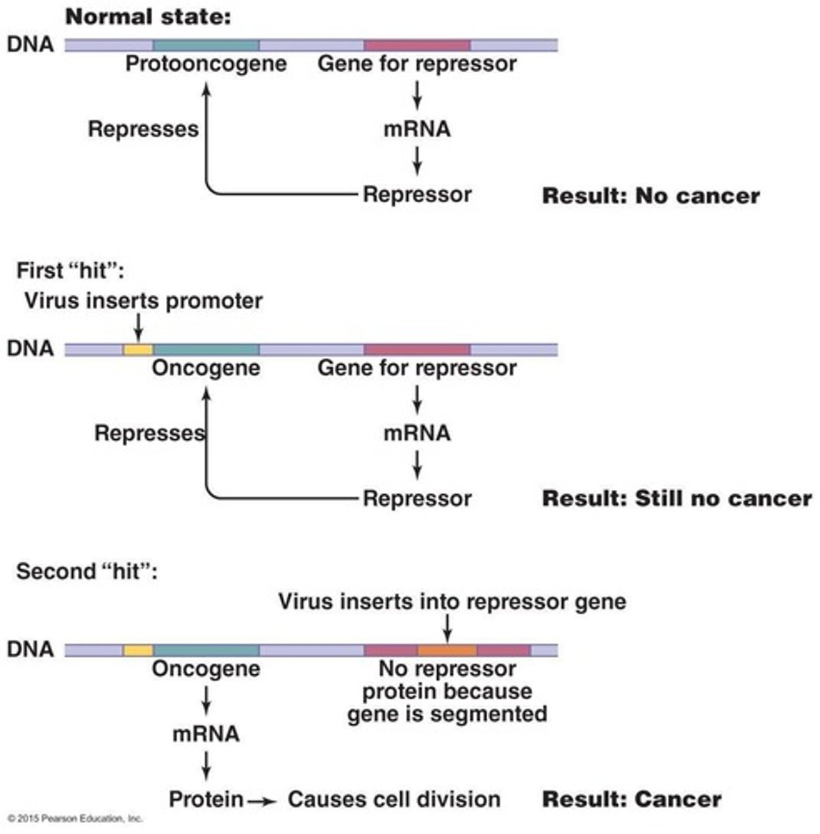 <p>Cancerous growths that invade surrounding tissues.</p>