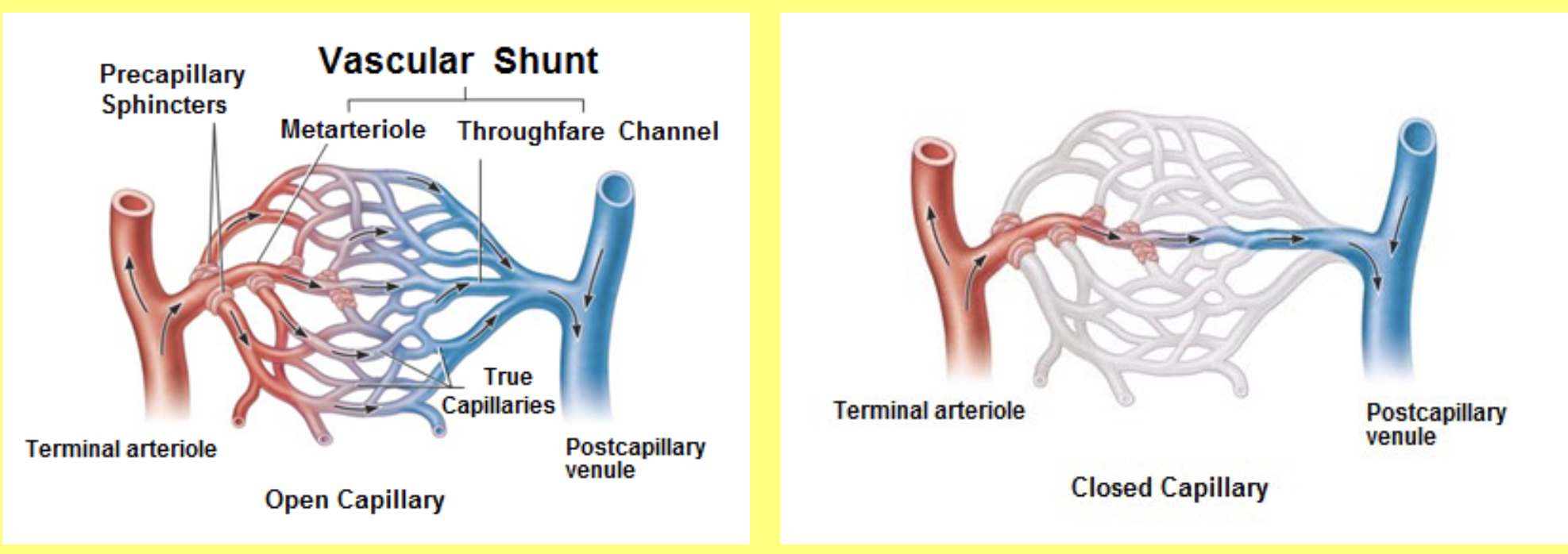<p>artery →arteriole → capillary bed → venule → vein</p>
