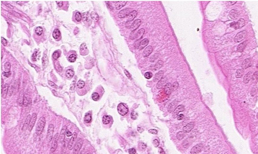 <p>ID the epithelium. What function is it involved in?</p>
