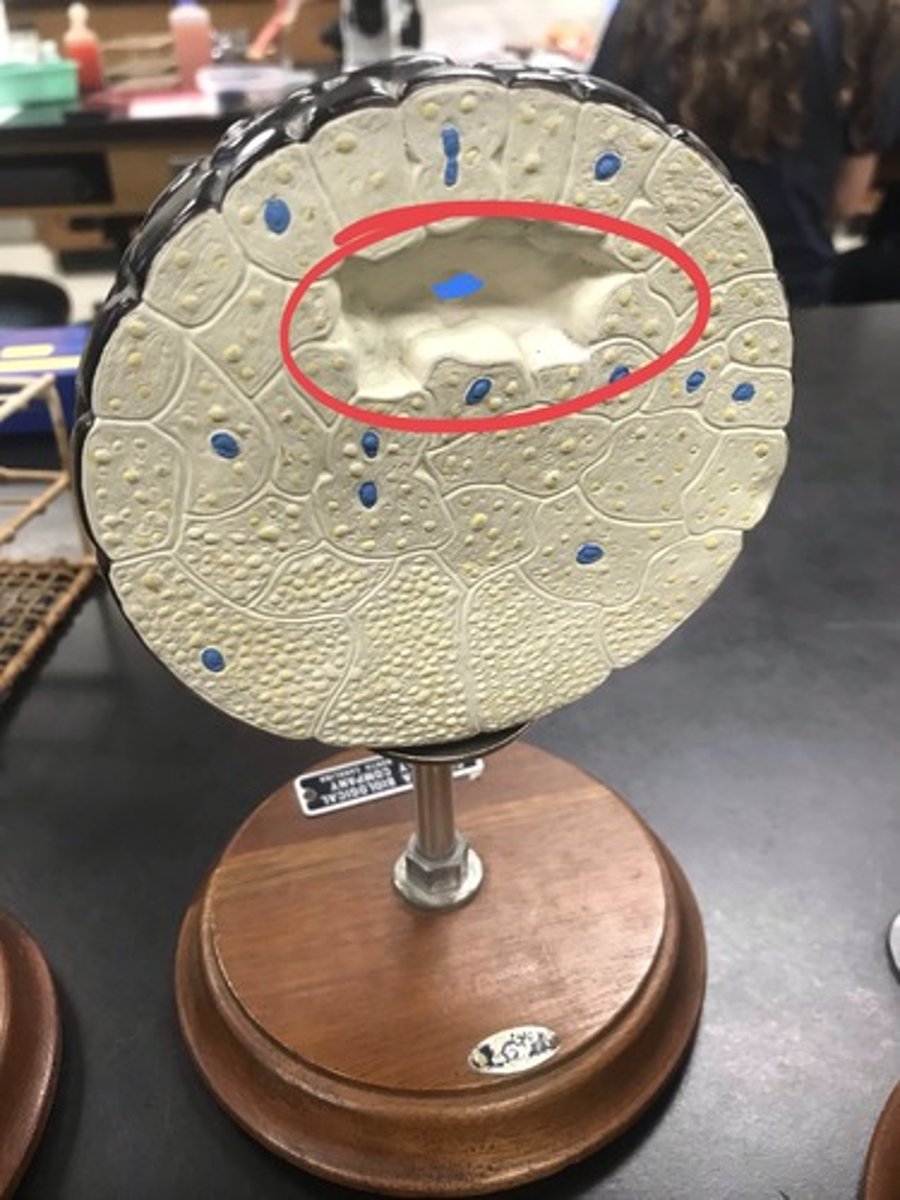 <p>For the following model, give the following:</p><p>1) stage of embryonic development</p><p>2) circled structure</p>