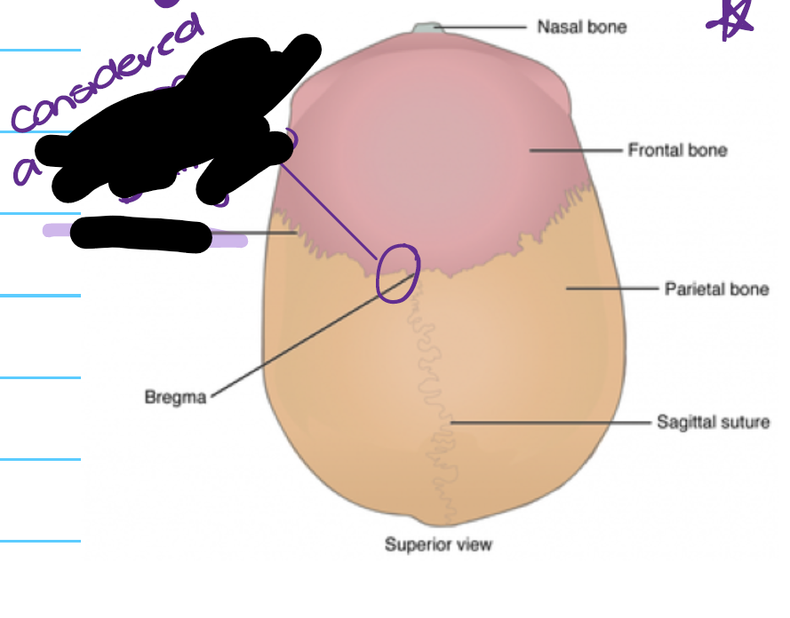 knowt flashcard image