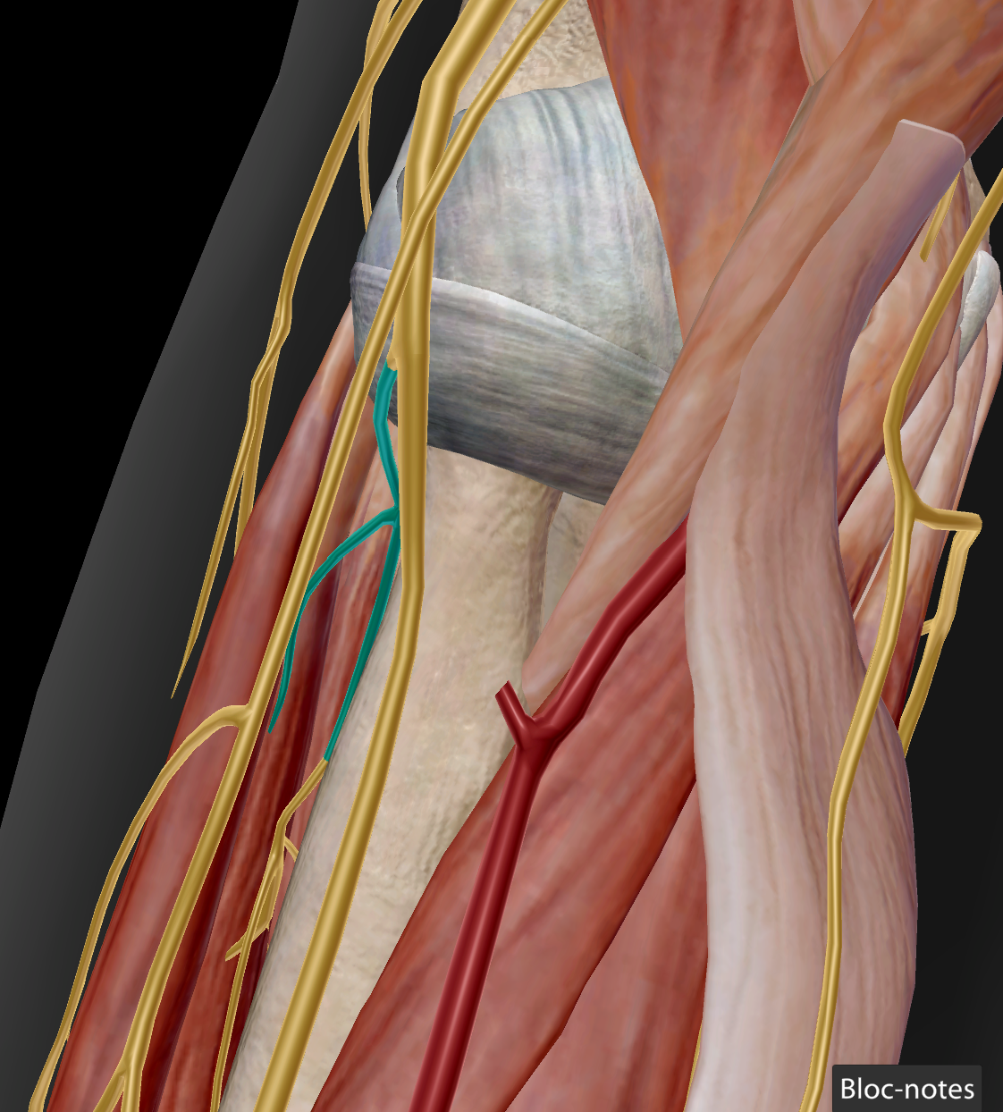 <p>M extensor carpi ulnaris / M extensor digitorum / M extensor digiti minimi / M abductor pollicis longus / M extensor pollicis brevis / M extensor pollicis longus / M extensor indicis / M supinator</p>