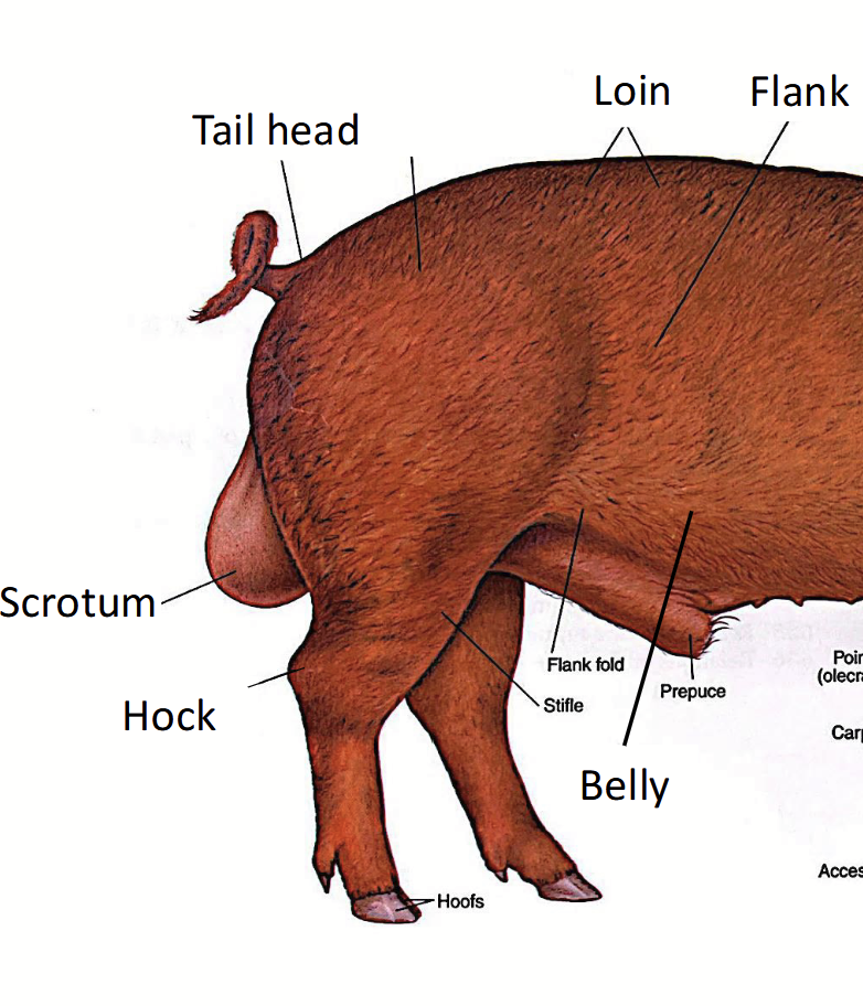 <p>In pigs, located <strong>dorsally</strong> and <strong>posteriorly (caudal)</strong> on the pig. The <u>site of muscle associated with the hip</u>.</p>