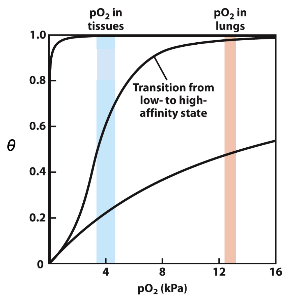 <p>conformational state changes (tight to retain O2, loose to release)</p><ul><li><p>for effective transport, affinity must vary with pO2</p></li></ul><p></p>