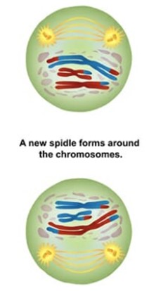 <p>chromosomes begin migrating towards the metaphase II plate. The chromosomes do not replicate again.</p>