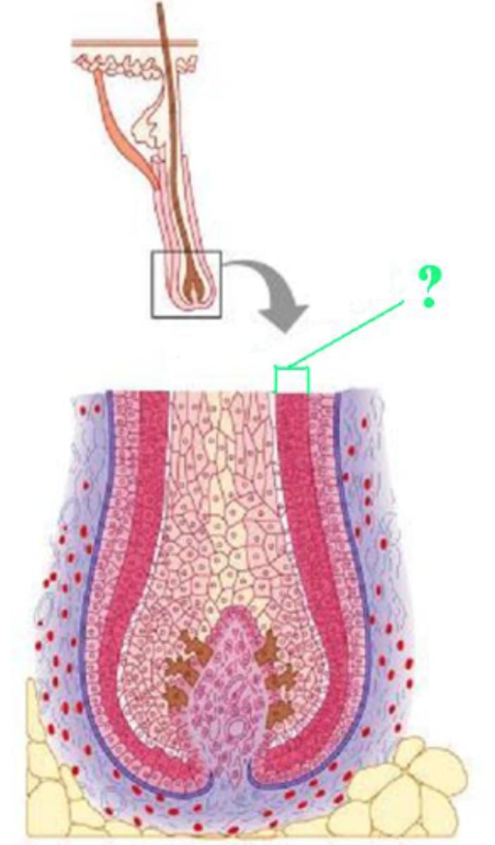 <p>internal epithelial root sheath</p>
