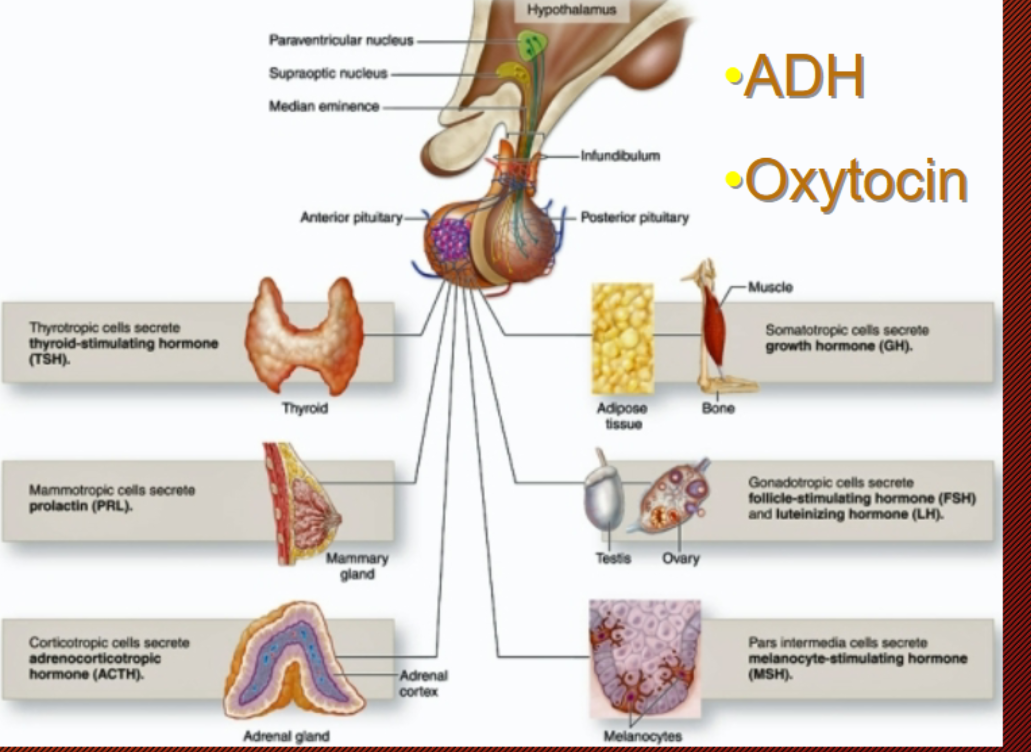 <p>Pituitary hormones</p>