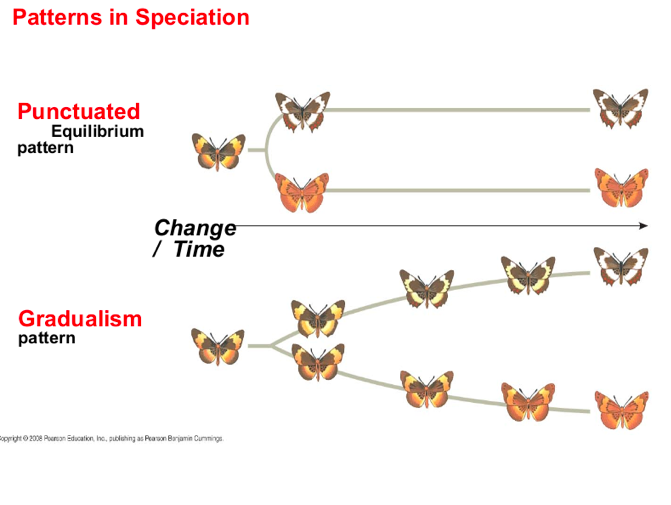 <p>to describe periods of apparent stasis (no change) punctuated by brief periods of rapid change.</p>