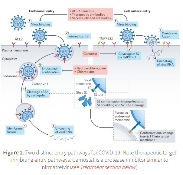 <p><span><span>The viral RNA is then released into the cytoplasm.</span></span></p>