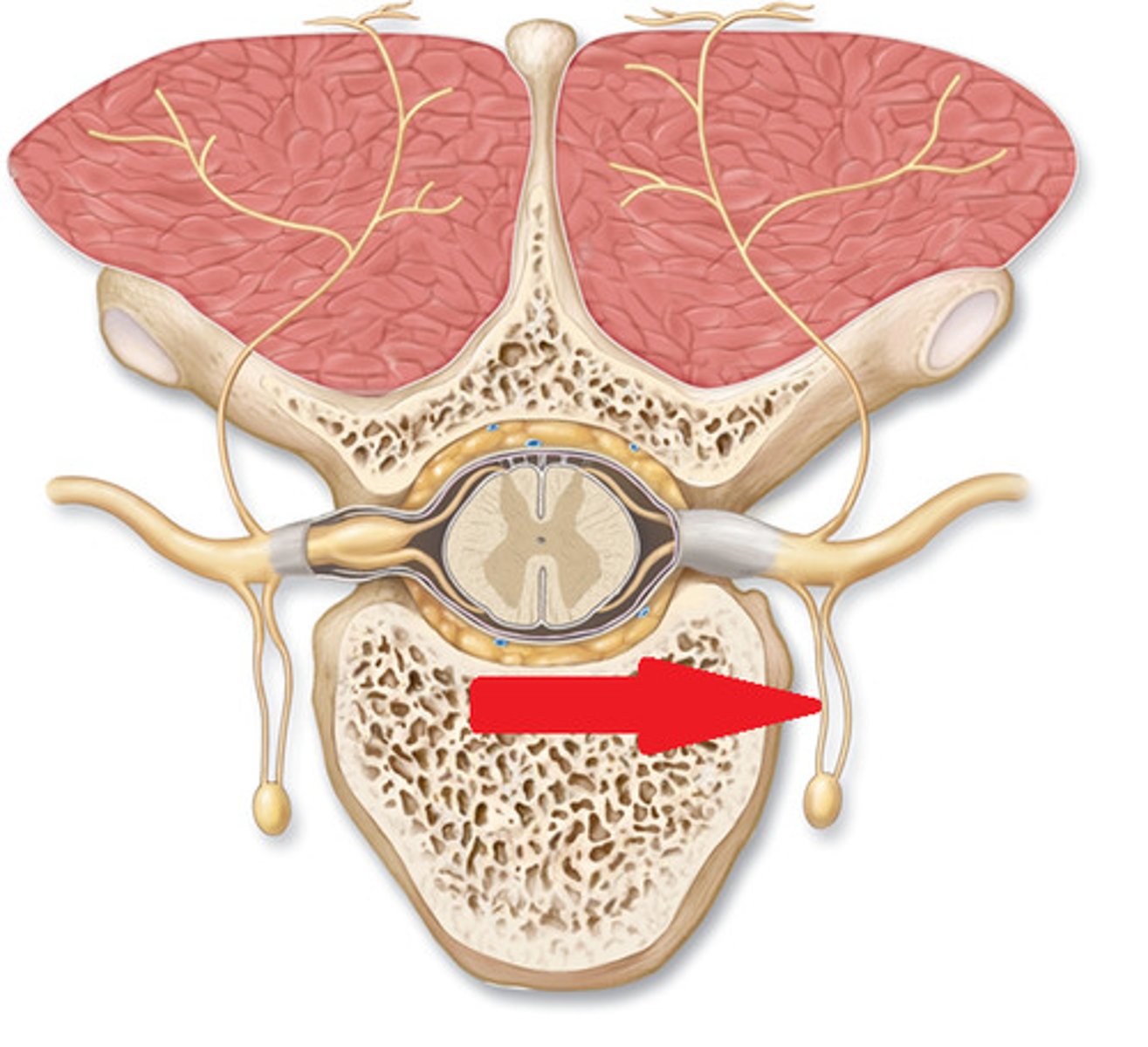 <p>myelinated, where preganglionic fibers enter sympathetic chain of ganglia</p>