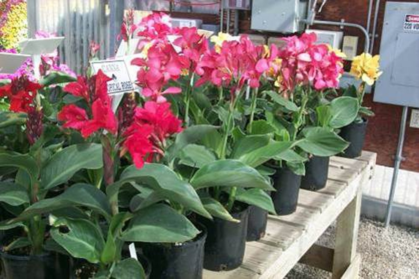 <p>Canna x generalis cv.</p>