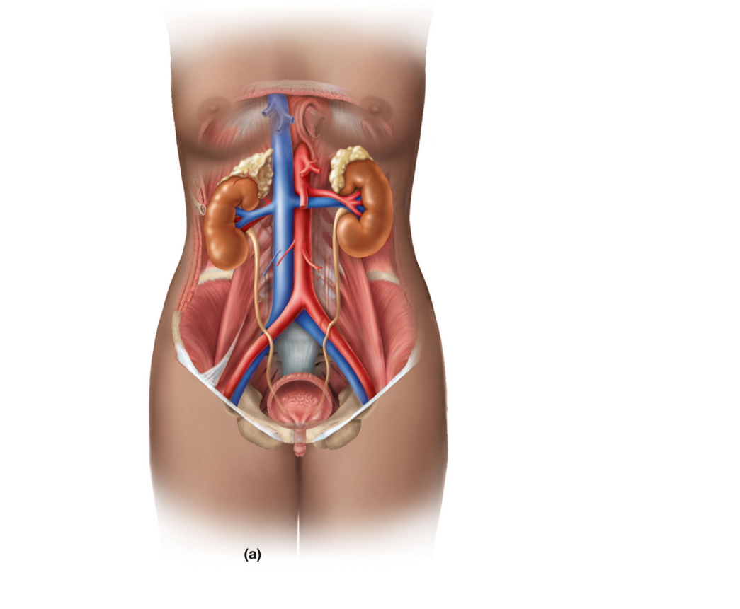 <p>parts of the urinary system</p>