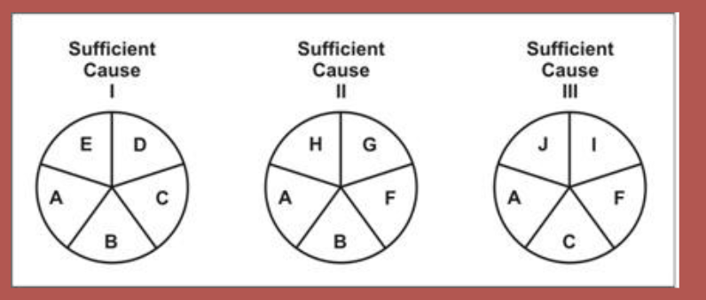 <p><strong><mark data-color="yellow" style="background-color: yellow; color: inherit">component causes — individual factors that contribute to a disease</mark></strong></p><p>Shown as individual “slices” of the pie —&gt; disease can only occur if all slices of pie are present / when the pie is complete</p><p><strong><mark data-color="yellow" style="background-color: yellow; color: inherit">sufficient cause —&gt; the complete pie</mark></strong></p><ul><li><p>Disease may have more than one sufficient cause</p></li><li><p>In image, component causes B and C: <strong>either one, the other, or both can contribute to the disease</strong>, but not a necessary cause</p></li></ul><p><strong><mark data-color="yellow" style="background-color: yellow; color: inherit">necessary cause —&gt; a component causes that appears in every pie or pathway (without it, the disease doesn’t occur)</mark></strong></p><ul><li><p>in image, component cause A is necessary because it exists within each pie (assuming the 3 pies are the only “casual pies”)</p></li></ul><p></p>