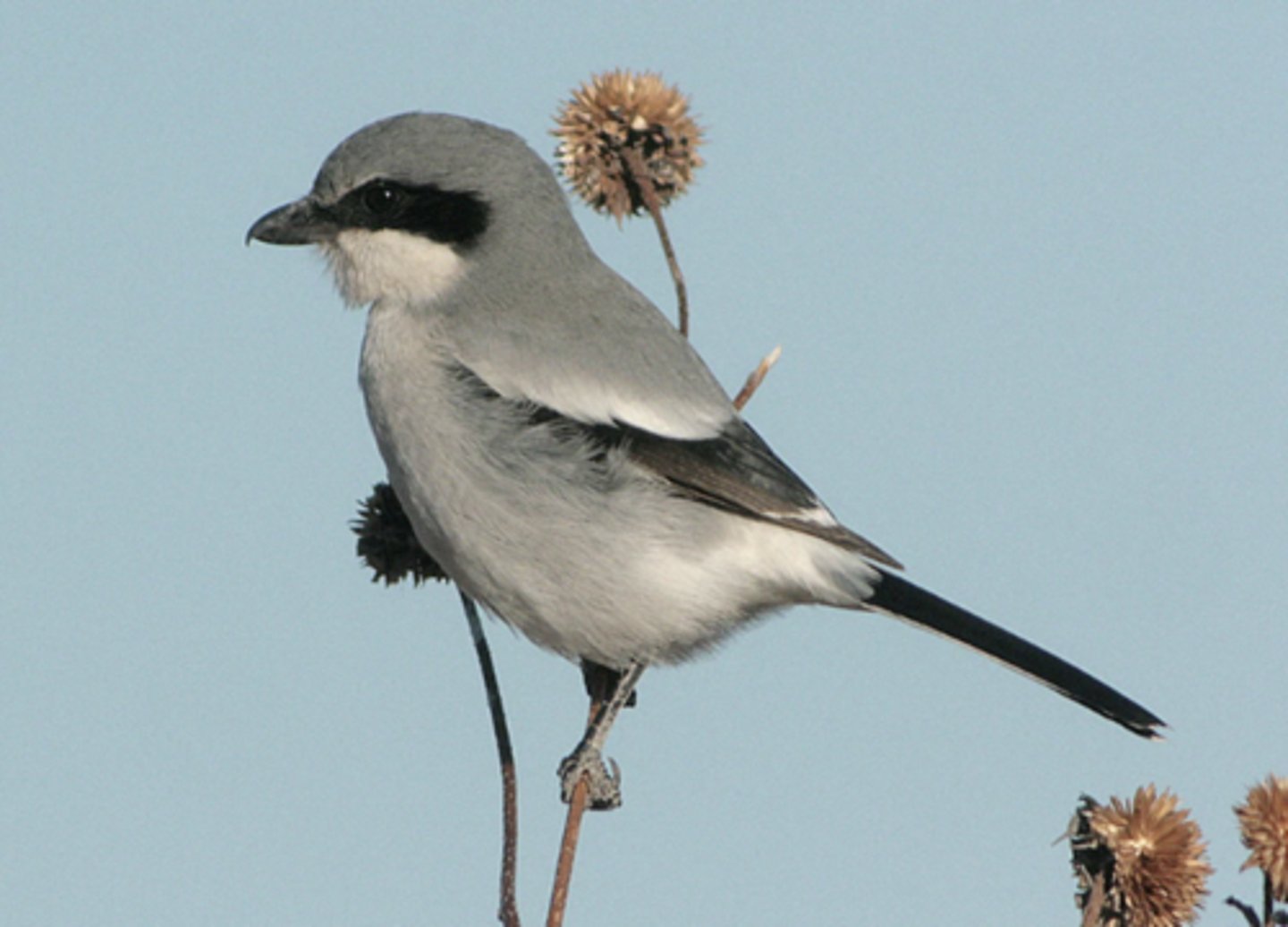 <p>Impales it on a thorn or barbed wire</p>