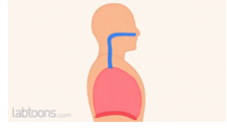 <ul><li><p>Ventilation increases due to higher tidal volume (TV) and respiratory frequency (RF), supplying more oxygen to working muscles</p></li><li><p>At rest and submaximal exercise, ventilation may be reduced due to improved oxygen extraction</p></li></ul><p></p>