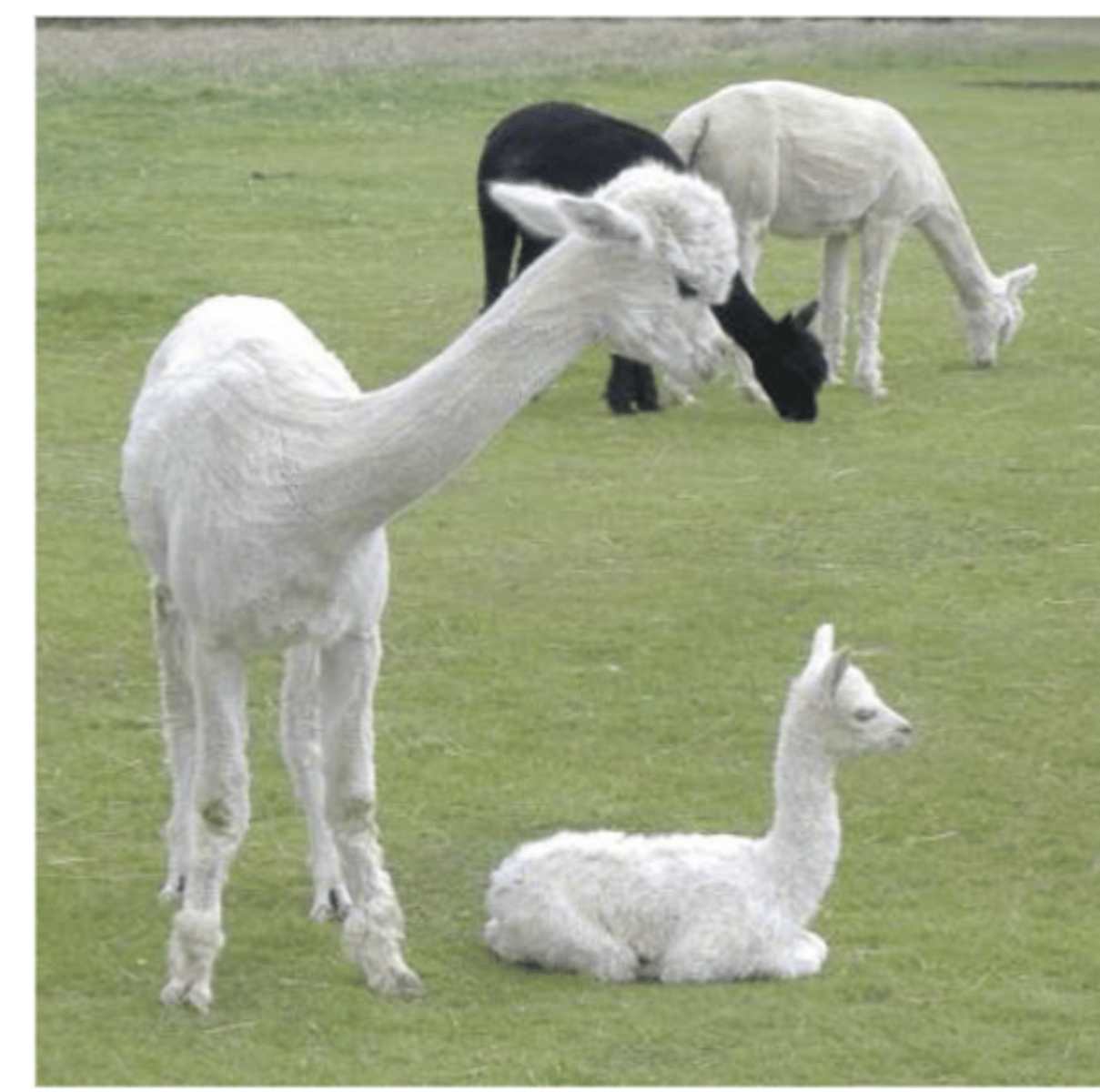 <p>- 300-350 days</p><p>- Twins rare</p><p>- 98% of pregnancies occur in the left horn</p>