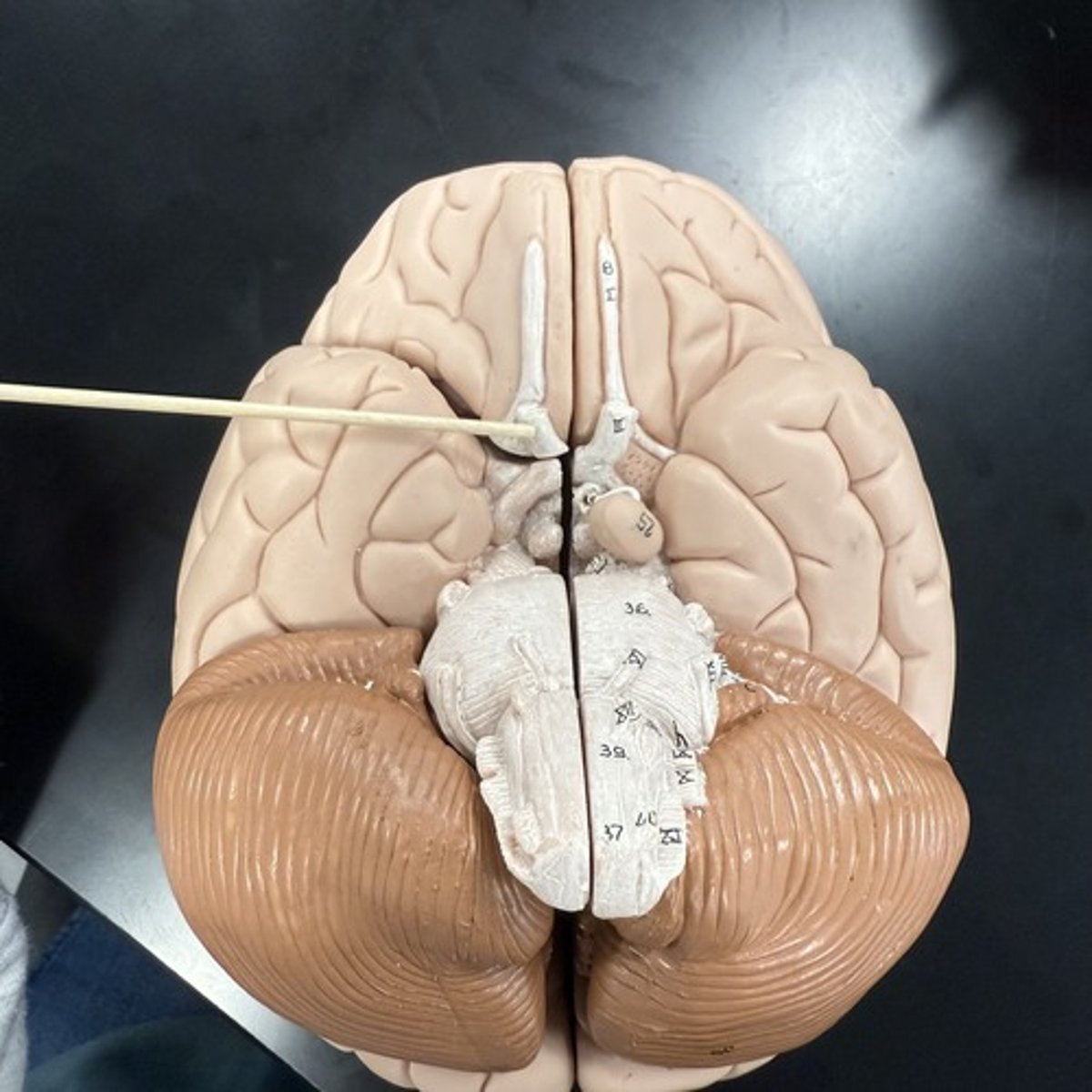 <p>What is this structure?</p>
