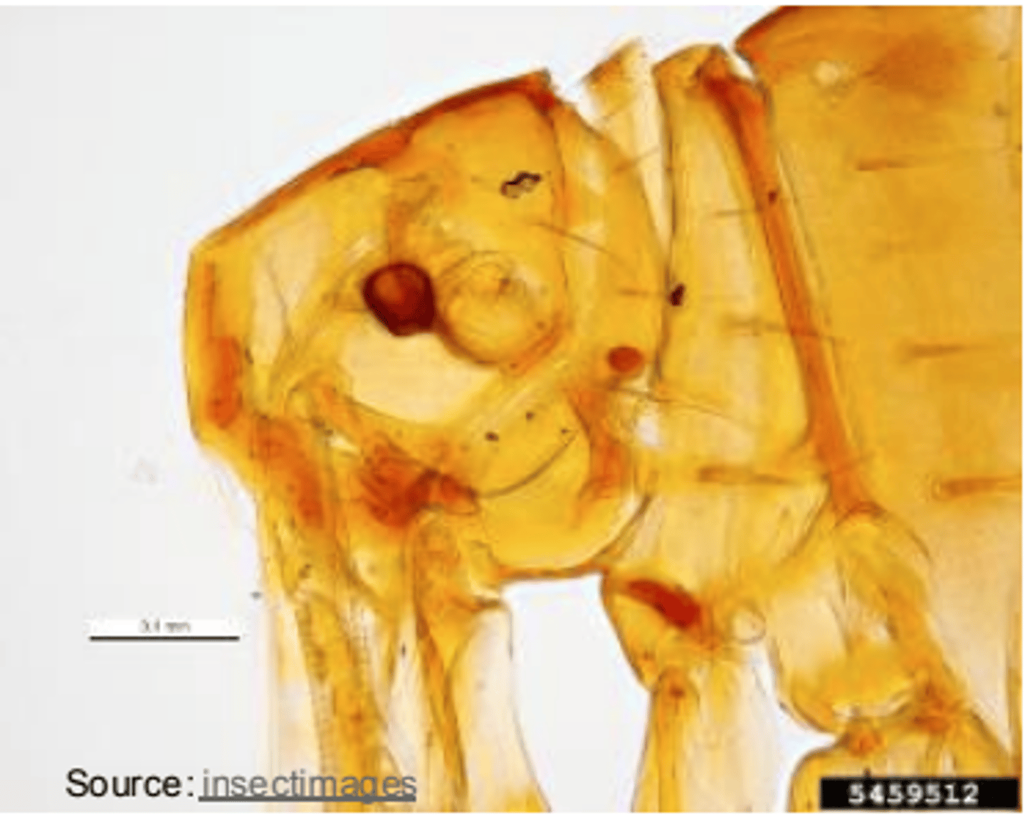 <p>what is this ectoparasite?</p>