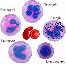 <ol><li><p>Neutrophils (55-70%)</p></li><li><p>Lymphocytes (20-40%)</p></li><li><p>Monocytes (2-8%)</p></li><li><p>Eosinophils (1-4%)</p></li><li><p>Basophils (.5-1%)</p></li></ol>