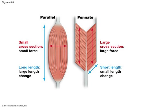 have short fascicles oblique to the long tendon or tendons running the length of the muscle.
- "feather shaped".
- More fascicles attached directly to tendons than other muscle types.
- Generally more powerful than other muscles.
- tend to be antigravity muscles