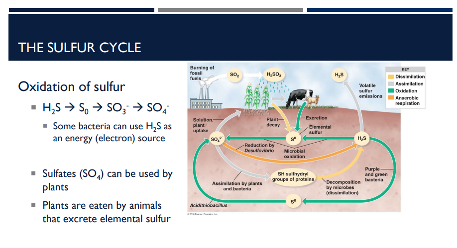 <p>Describe the first step of the sulfur cycle, the oxidation of sulfur. </p>