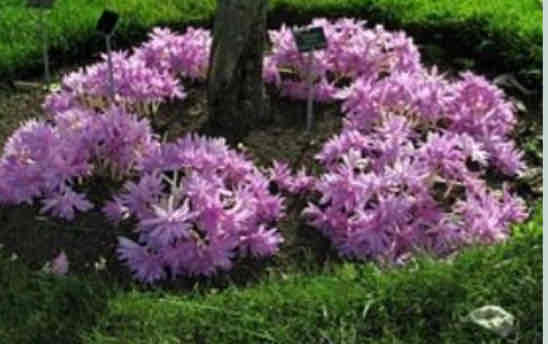 <p><span>Colchicum speciosum</span></p><p><span>Autumn Crocus, Naked Ladies</span></p>