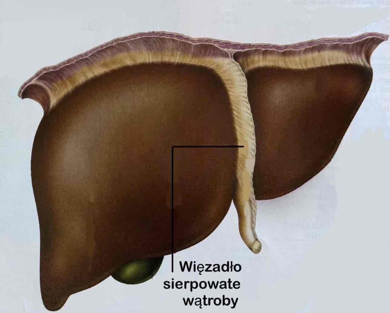 <p>Więzadło sierpowate wątroby (z definicją)</p>