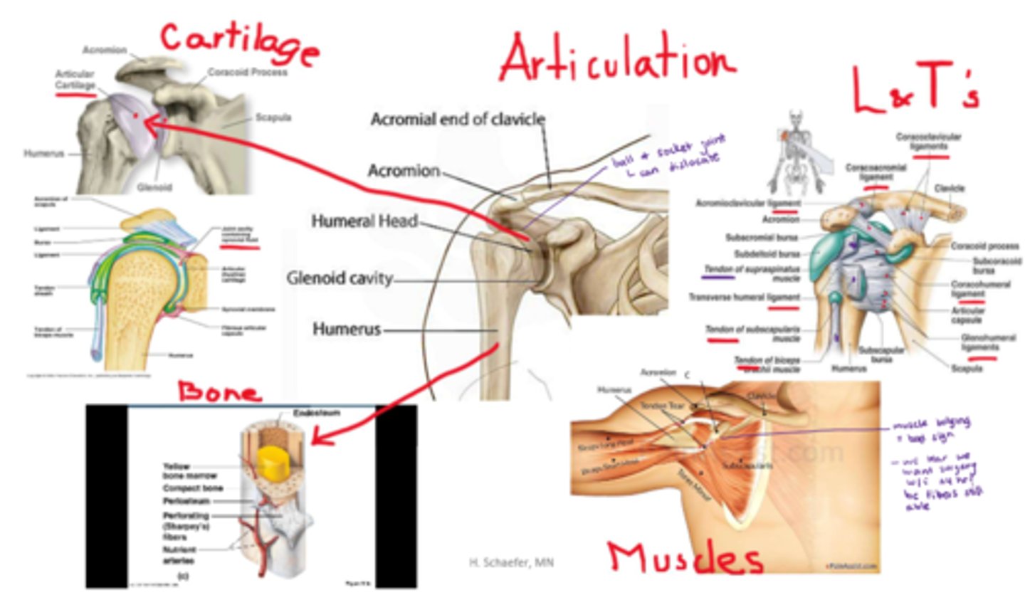 <p>- bones</p><p>- cartilage (at articulating surface)</p><p>- soft tissue in: MUSCLE, articulations (joints => weakest link), ligaments (bone-bone connection; attach articulating ends together), tendons (muscle-bone connection; join muscle to bone periosteum)</p>