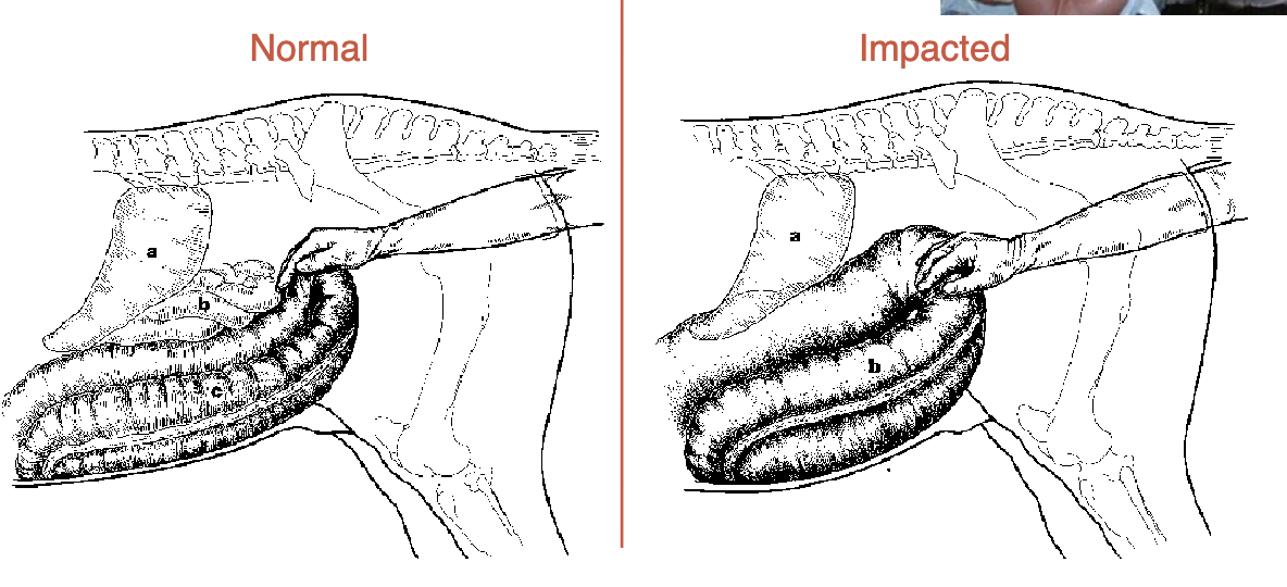 <p>what is a common cause of colic</p>