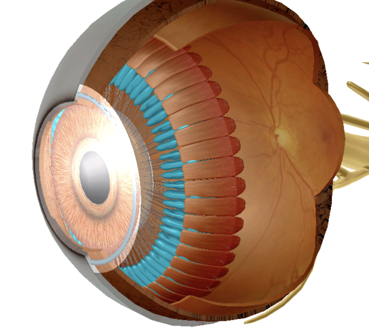 <p>what is highlighted </p>