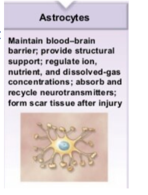 <p>Astrocyte Characteristics</p>