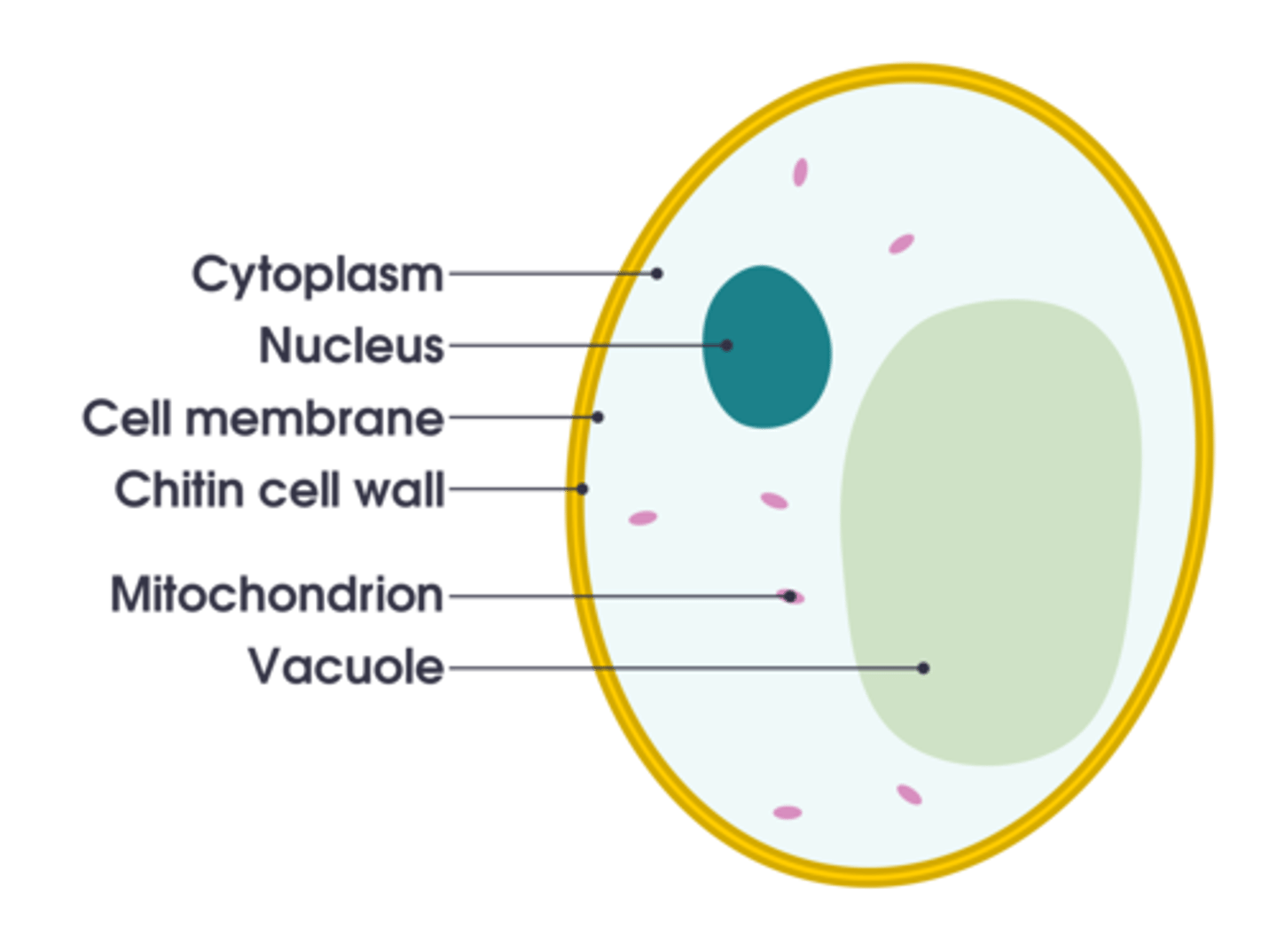 <p>- carb is stored as glycogen in fungi</p><p>[fungi have cell wall made of chitin ]</p>