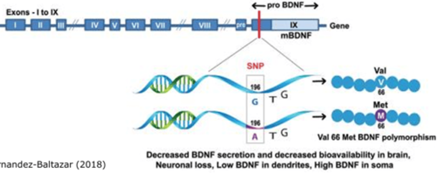 <p>- Val and met alleles in gene that codes for BDNF</p><p>- People with met allele increases a person's vulnerability to depression</p>