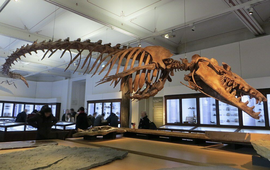 <p>Genus</p>