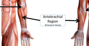 <p><span><span>the anatomical term for the </span></span><strong>forearm</strong></p>
